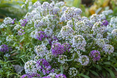 Similar image 21120973