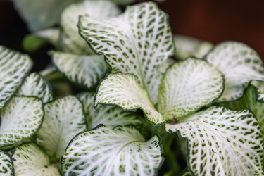 Similar image 21112569