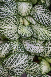 Similar image 21112574