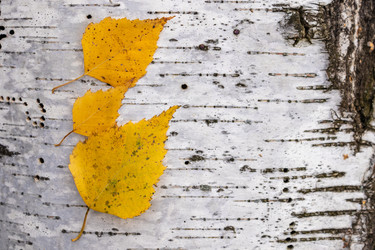 Similar image 21116486