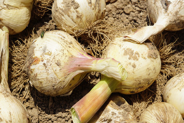 Similar image 21098481