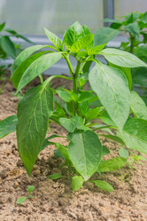 Similar image 21098034