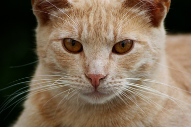 Similar image 21083120