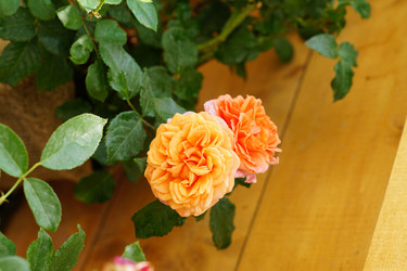 Similar image 21098759