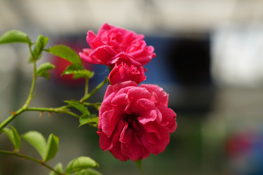 Similar image 21098783