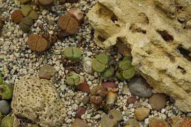 Similar image 21098788