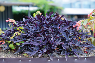 Similar image 21099687