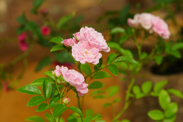 Similar image 21093321