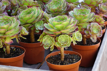 Similar image 21099486