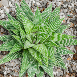 Similar image 21099496