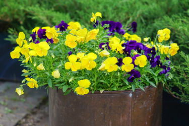 Similar image 21099695