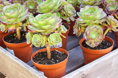 Similar image 21099497