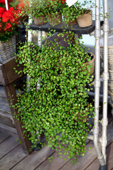 Similar image 21099500