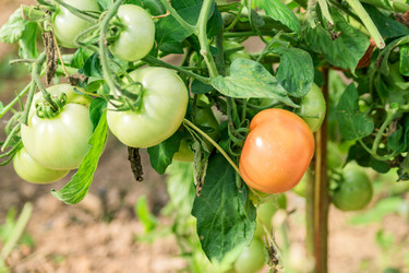 Similar image 21098831