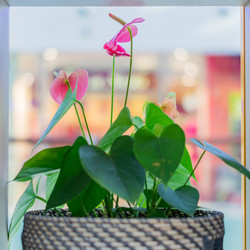 Similar image 21098511