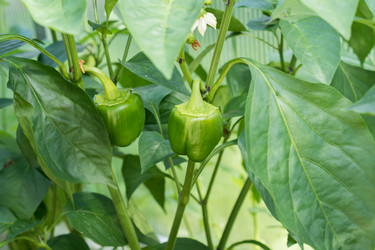 Similar image 21098867