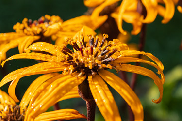 Similar image 21117270