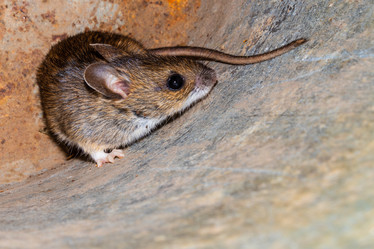 Similar image 21120190