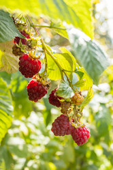 Similar image 21120997