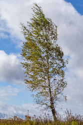 Similar image 21117291