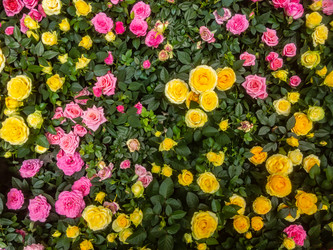 Similar image 21117316