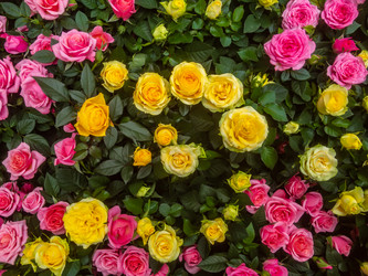 Similar image 21120229