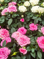 Similar image 21120235