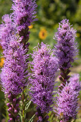 Similar image 21120692