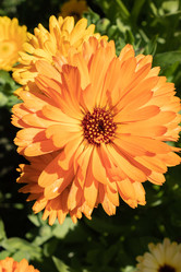 Similar image 21120700