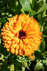 Similar image 21120705