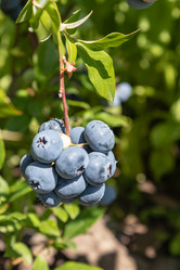 Similar image 21121035