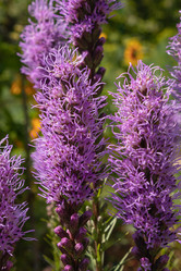 Similar image 21121039