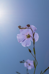 Similar image 21121062