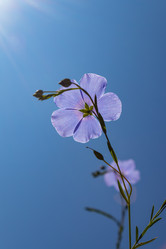 Similar image 21121065