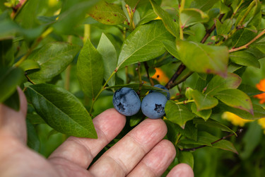 Similar image 21121091