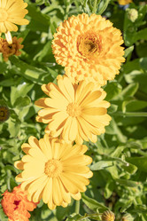 Similar image 21117348