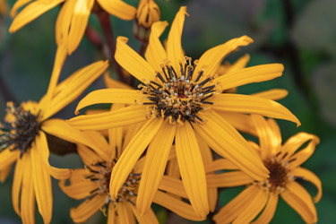 Similar image 21120240