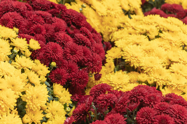 Similar image 21120294