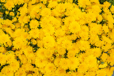 Similar image 21120296