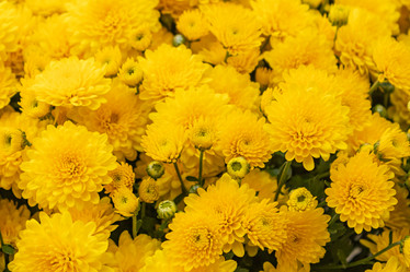 Similar image 21120600