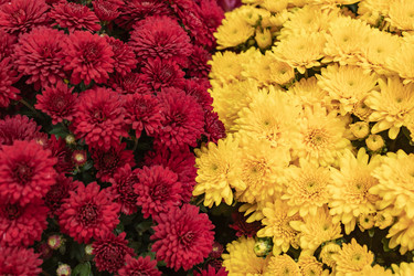 Similar image 21120603