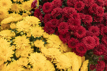 Similar image 21120604