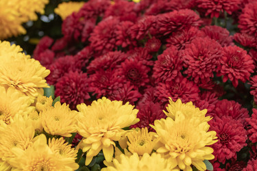 Similar image 21120606