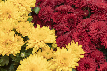 Similar image 21120715