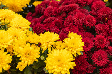 Similar image 21120716