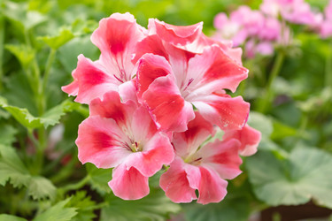 Similar image 21120717