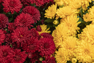 Similar image 21120718