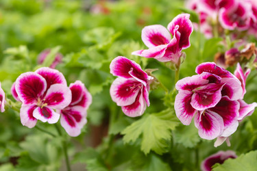 Similar image 21120720