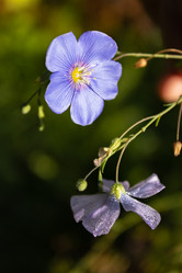 Similar image 21120724