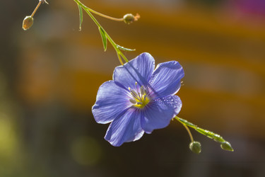 Similar image 21120725